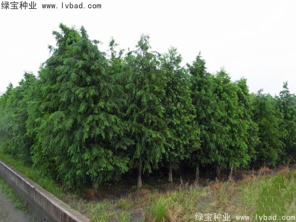 <a href='https://www.lvbad.com/linmuzhongzi/1741.html' target='_blank'>落羽杉</a><a href='https://www.lvbad.com/' target='_blank'>种子</a>