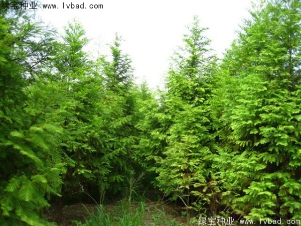 落羽杉<a href='https://www.lvbad.com/' target='_blank'>种子</a>