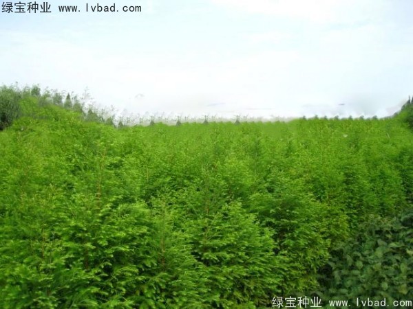 <a href='https://www.lvbad.com/linmuzhongzi/1741.html' target='_blank'>落羽杉种子</a>