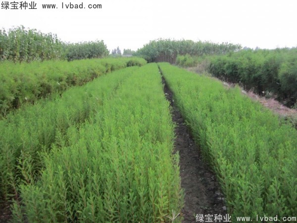 落羽杉<a href='https://www.lvbad.com/' target='_blank'>种子</a>