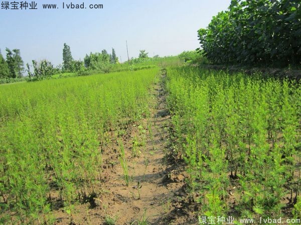 落羽杉种子