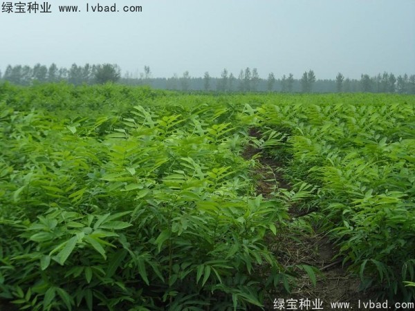 <a href='https://www.lvbad.com/linmuzhongzi/1742.html' target='_blank'>无患子</a><a href='https://www.lvbad.com/' target='_blank'>种子</a>