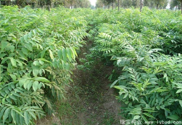 <a href='https://www.lvbad.com/linmuzhongzi/1742.html' target='_blank'>无患子种子</a>