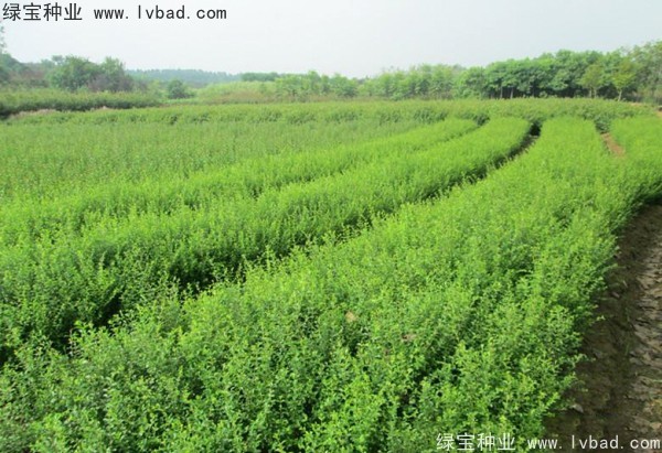<a href='https://www.lvbad.com/linmuzhongzi/1743.html' target='_blank'>小叶女贞种子</a>