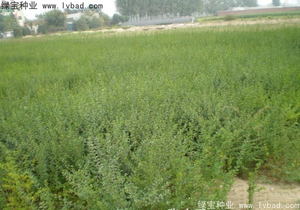 <a href='https://www.lvbad.com/linmuzhongzi/1743.html' target='_blank'>小叶女贞种子</a>