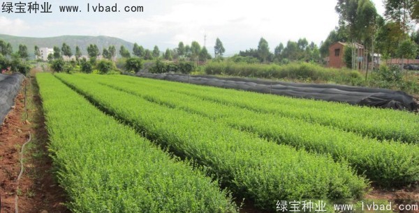<a href='https://www.lvbad.com/linmuzhongzi/1743.html' target='_blank'>小叶女贞</a><a href='https://www.lvbad.com/' target='_blank'>种子</a>