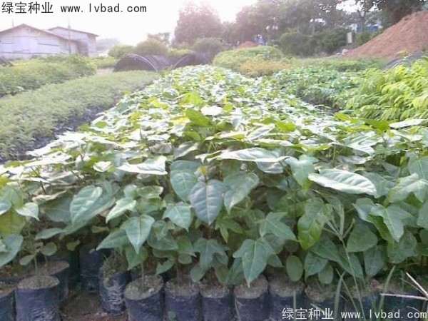 <a href='https://www.lvbad.com/linmuzhongzi/1744.html' target='_blank'>澳洲火焰木种子</a>