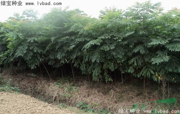<a href='https://www.lvbad.com/linmuzhongzi/1745.html' target='_blank'>黄山栾树种子</a>