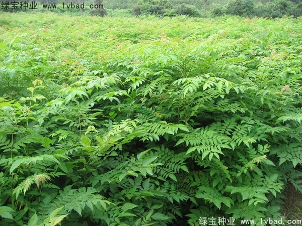 <a href='https://www.lvbad.com/linmuzhongzi/1745.html' target='_blank'>黄山栾树种子</a>