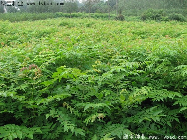 黄山<a href='https://www.lvbad.com/linmuzhongzi/1710.html' target='_blank'>栾树种子</a>
