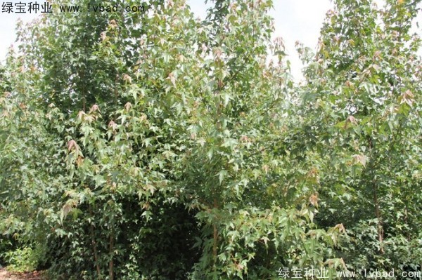 <a href='https://www.lvbad.com/linmuzhongzi/1746.html' target='_blank'>三角枫种子</a>