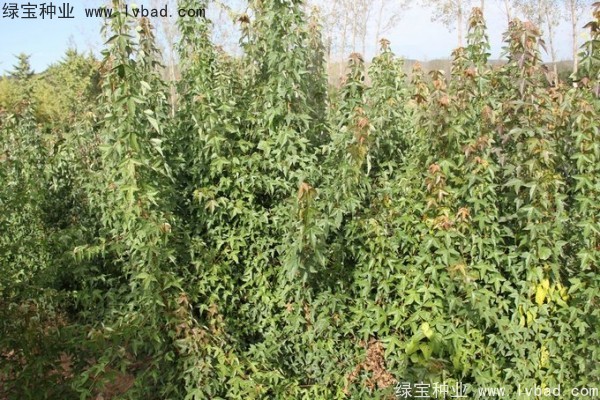 <a href='https://www.lvbad.com/linmuzhongzi/1746.html' target='_blank'>三角枫种子</a>