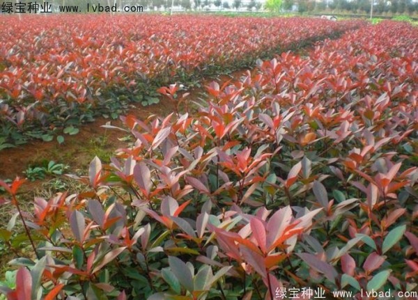 红叶石楠<a href='https://www.lvbad.com/' target='_blank'>种子</a>