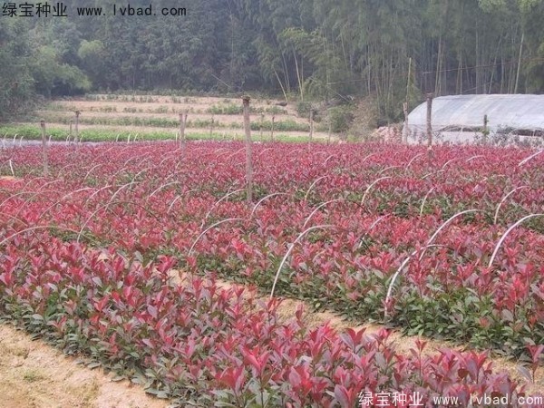 <a href='https://www.lvbad.com/linmuzhongzi/1747.html' target='_blank'>红叶石楠种子</a>