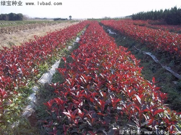 <a href='https://www.lvbad.com/linmuzhongzi/1747.html' target='_blank'>红叶石楠种子</a>