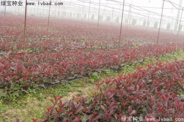 <a href='https://www.lvbad.com/linmuzhongzi/1747.html' target='_blank'>红叶石楠种子</a>