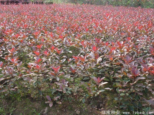 红叶石楠<a href='https://www.lvbad.com/' target='_blank'>种子</a>