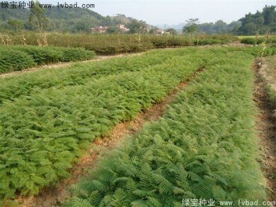 蓝花楹种子