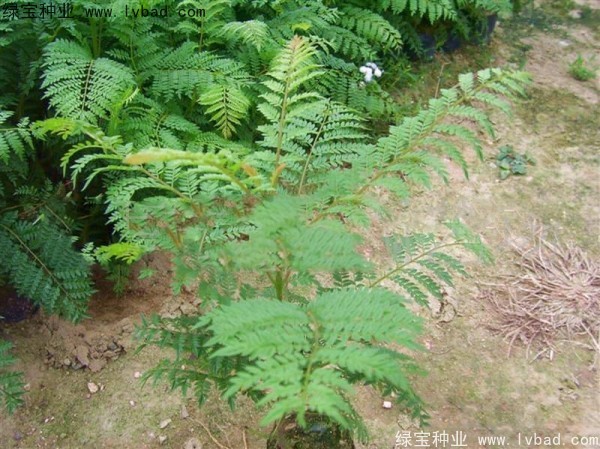 <a href='https://www.lvbad.com/linmuzhongzi/1748.html' target='_blank'>蓝花楹种子</a>