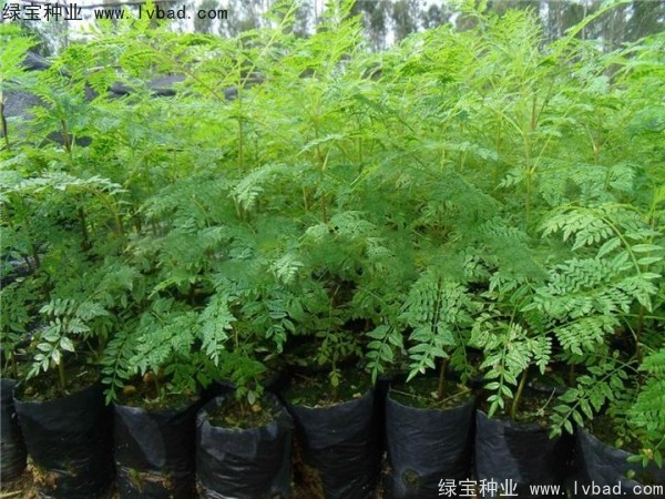 蓝花楹<a href='https://www.lvbad.com/' target='_blank'>种子</a>