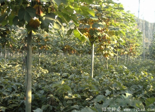 <a href='https://www.lvbad.com/linmuzhongzi/1749.html' target='_blank'>青桐</a><a href='https://www.lvbad.com/' target='_blank'>种子</a>