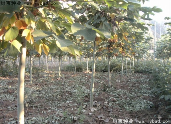 <a href='https://www.lvbad.com/linmuzhongzi/1749.html' target='_blank'>青桐种子</a>