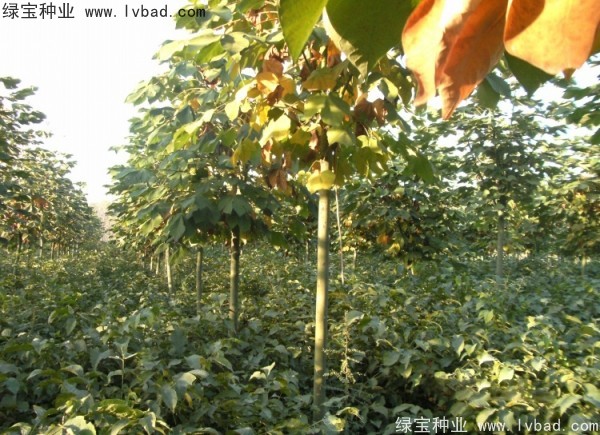 <a href='https://www.lvbad.com/linmuzhongzi/1749.html' target='_blank'>青桐种子</a>