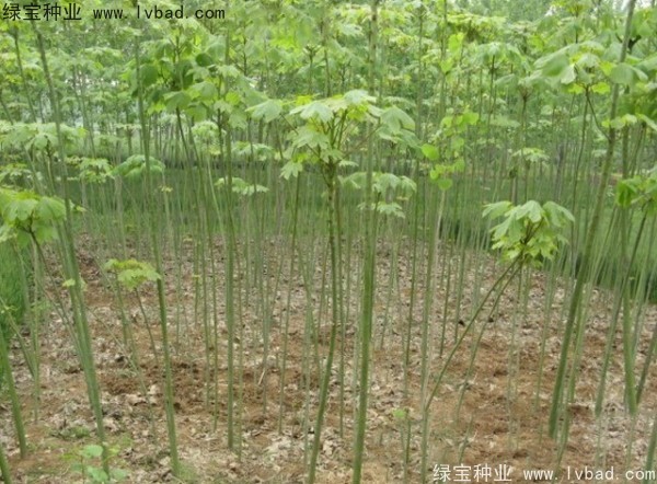 青桐种子