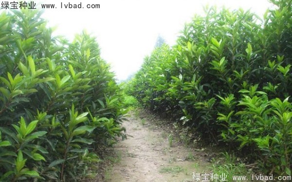 <a href='https://www.lvbad.com/linmuzhongzi/1750.html' target='_blank'>法国冬青</a><a href='https://www.lvbad.com/' target='_blank'>种子</a>