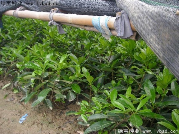 <a href='https://www.lvbad.com/linmuzhongzi/1750.html' target='_blank'>法国冬青种子</a>