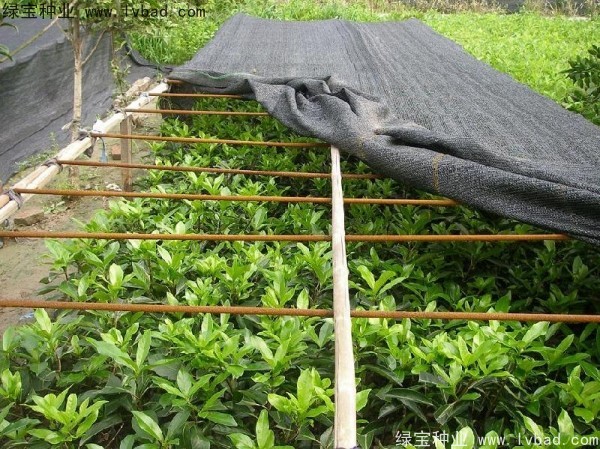 <a href='https://www.lvbad.com/linmuzhongzi/1750.html' target='_blank'>法国冬青种子</a>