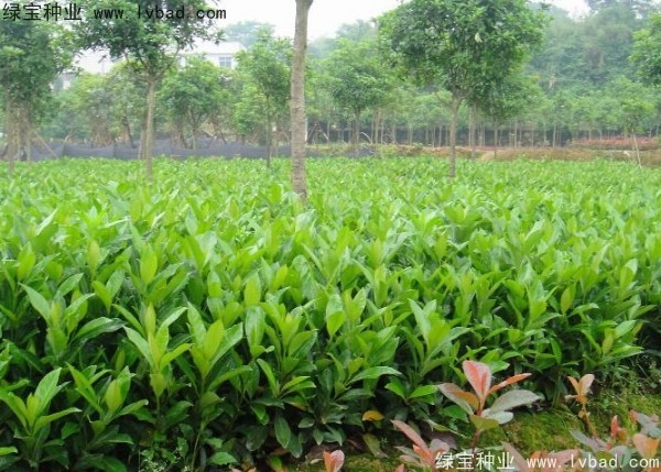 <a href='https://www.lvbad.com/linmuzhongzi/1750.html' target='_blank'>法国冬青种子</a>