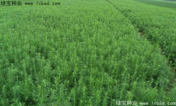 <a href='https://www.lvbad.com/linmuzhongzi/1751.html' target='_blank'>落叶松种子</a>