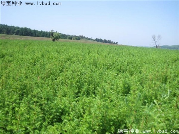 落叶松<a href='https://www.lvbad.com/' target='_blank'>种子</a>