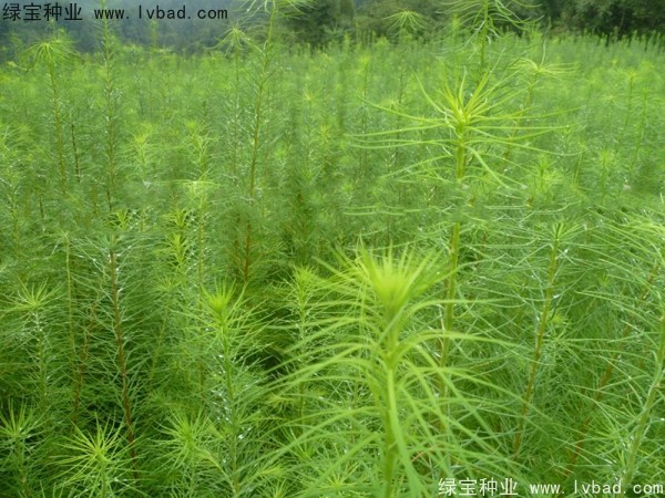 落叶松<a href='https://www.lvbad.com/' target='_blank'>种子</a>