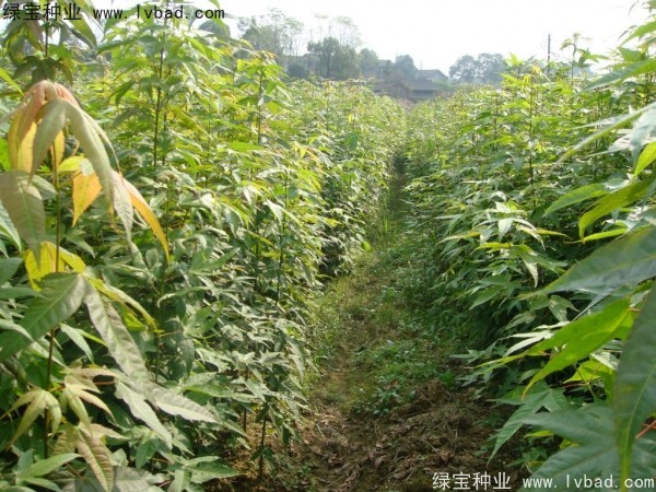 <a href='https://www.lvbad.com/linmuzhongzi/1752.html' target='_blank'>青枫</a><a href='https://www.lvbad.com/' target='_blank'>种子</a>