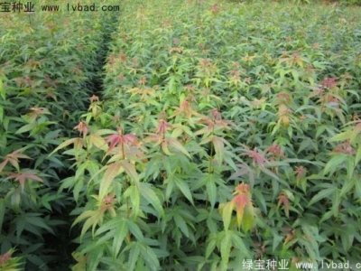 青枫