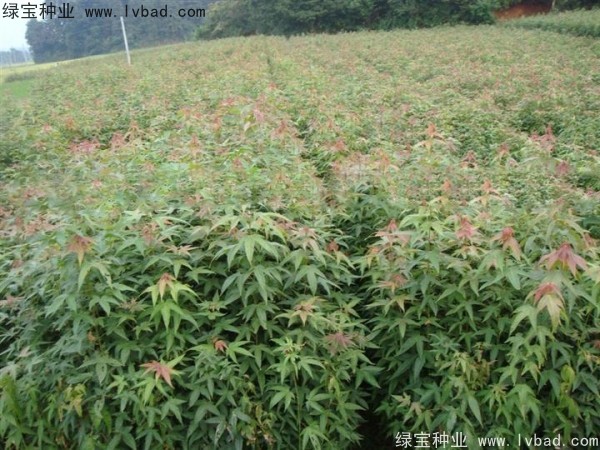 青枫种子
