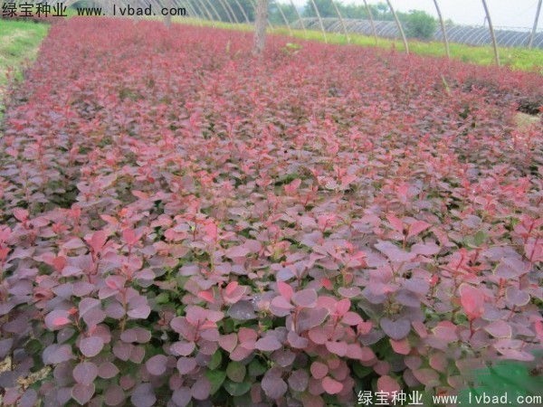 红叶小檗<a href='https://www.lvbad.com/' target='_blank'>种子</a>