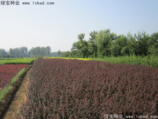 <a href='https://www.lvbad.com/linmuzhongzi/1753.html' target='_blank'>红叶小檗种子</a>
