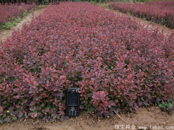 <a href='https://www.lvbad.com/linmuzhongzi/1753.html' target='_blank'>红叶小檗</a>