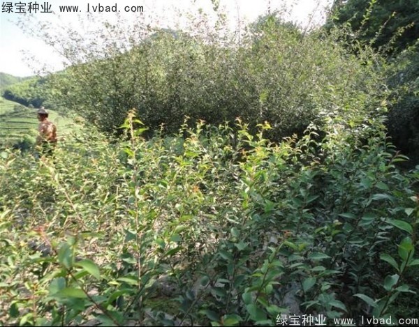 <a href='https://www.lvbad.com/linmuzhongzi/1754.html' target='_blank'>垂丝海棠种子</a>