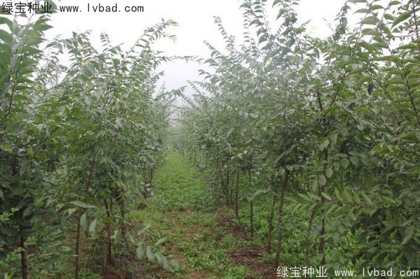 <a href='https://www.lvbad.com/linmuzhongzi/1755.html' target='_blank'>朴树种子</a>