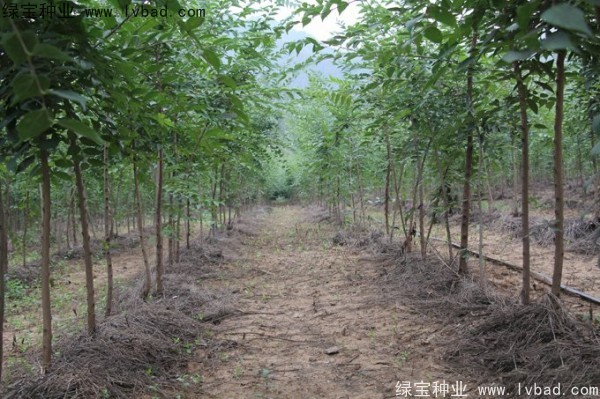 <a href='https://www.lvbad.com/linmuzhongzi/1755.html' target='_blank'>朴树</a><a href='https://www.lvbad.com/' target='_blank'>种子</a>