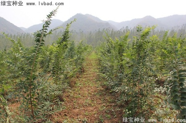 朴树种子