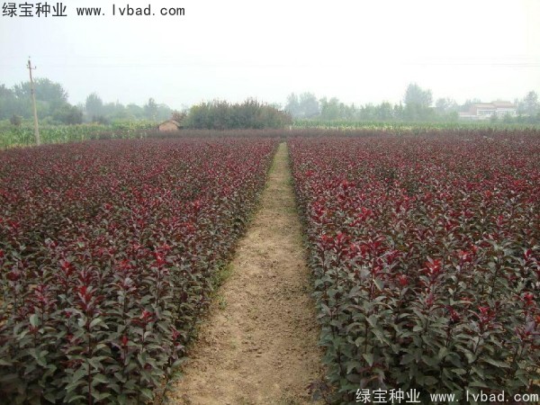 <a href='https://www.lvbad.com/linmuzhongzi/1756.html' target='_blank'>红叶李种子</a>