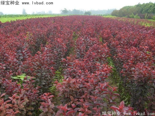 红叶李<a href='https://www.lvbad.com/' target='_blank'>种子</a>