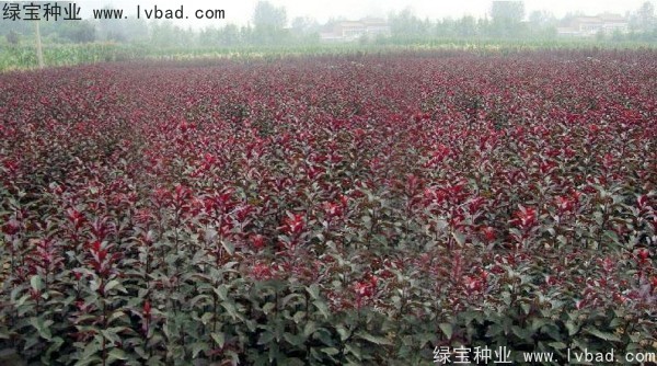 红叶李<a href='https://www.lvbad.com/' target='_blank'>种子</a>