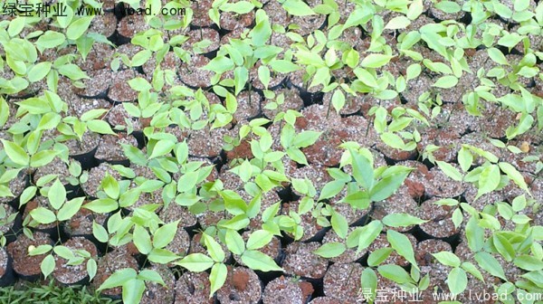 <a href='https://www.lvbad.com/linmuzhongzi/1757.html' target='_blank'>黄花梨种子</a>