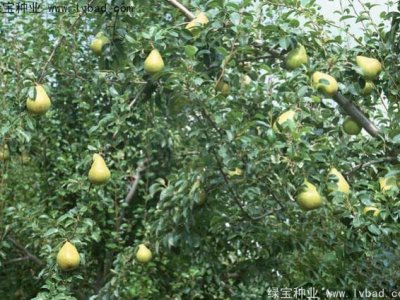 黄花梨种子